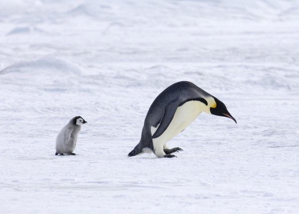 Ein ausgewachsener Pinguin und ein Küken in der Antarktis. - © picture alliance/imageBROKER