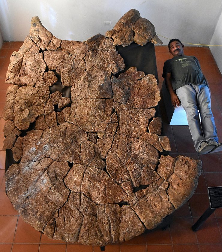 Überreste riesiger Schildkrötenart - © Foto: Edwin Cadena/Universität Zürich/dpa