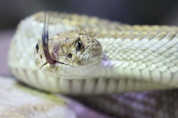 Eine giftige Aruba Klapperschlange in ihrem Terrarium im Terrazoo Rheinberg. - © Roland Weihrauch/dpa