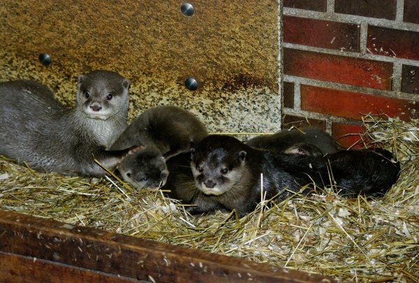 Das Zwergotter-Paar Jacky und Emil mit seinem Nachwuchs im Tierpark Neumünster. - © Verena Kaspari/Tierpark Neumünster/dpa