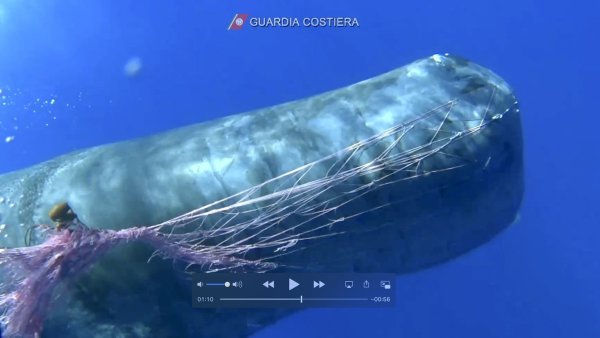 Pottwal - © Foto: Italian Coast Guard/AP/dpa