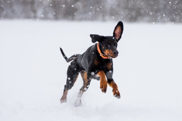 Hund im Schnee - © Foto: Benjamin Nolte