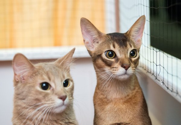 Somali-Katzen - © Foto: Andrea Warnecke/dpa-tmn
