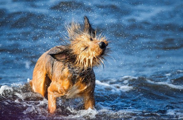 Mit dem Hund auf Reisen - © Foto: Jens Büttner