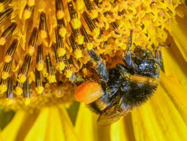Insekten im Garten - © Foto: Patrick Pleul