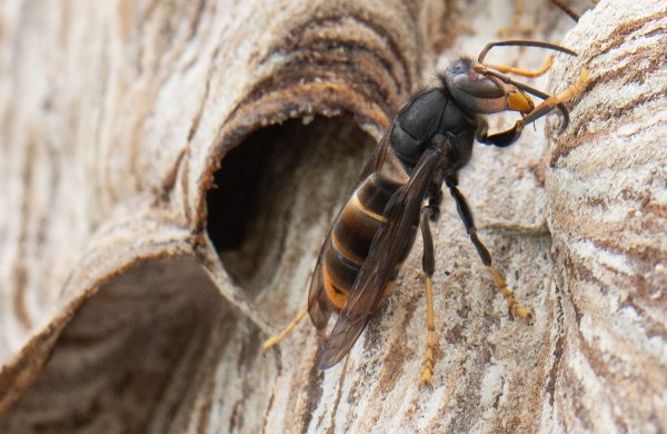 Die aggressive Hornisse tötet Honigbienen im Flug. - © Boris Roessler/dpa