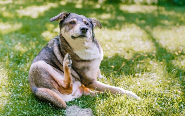 Der Hund kratzt sich unentwegt? Beim Verdacht auf Flöhe sollten Sie zum Tierarzt gehen. - © Markus Scholz/dpa-tmn