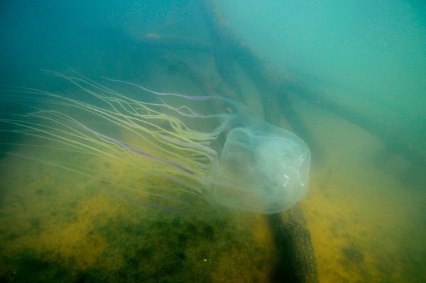 Achtung, sehr gefährlich: eine Seewespe (Chironex fleckeri). - © Jamie Seymour/James Cook University/dpa