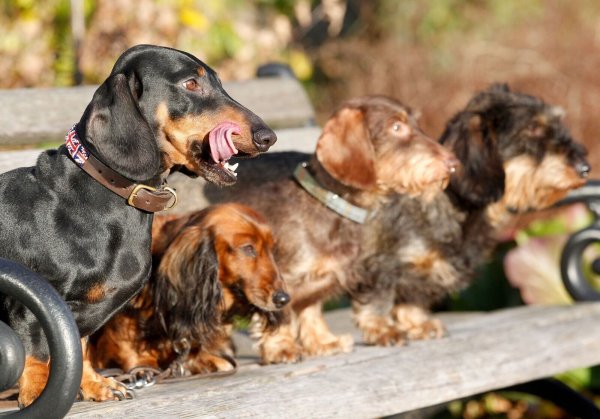 Experten zufolge haben kleine reinrassige Hunde mit länglichem Schädel die höchste mediane Lebenserwartung. - © Roland Weihrauch/dpa