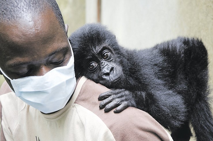 Vom Aussterben bedroht: Das Gorillamädchen Isangi mit ihrem Pfleger in der Senkwekwe-Gorillawaisenstation im Kongo. Auch der Bestand der Grauergorillas ist in Gefahr. - © Molly Feltner