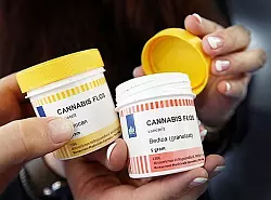 Schmerzpatient berichtet von Hanf-Therapie - © Lippe