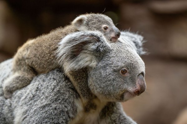 In der Wilhelma sind im vergangenen Jahr zwei Koala-Babys geboren worden. Nun stehen die Geschlechter der beiden fest. Hier trägt Koala-Weibchen Auburn ihr weibliches Jungtier durchs Gehege. (Foto-Handout) - © Birger Meierjohann/Wilhelma Stuttgart/dpa