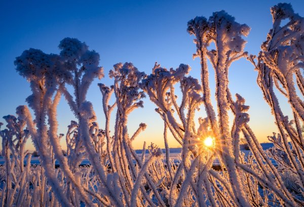 Mit Raureif überzogen stehen Pflanzen bei Sonnenaufgang im Oderbruch. - © Patrick Pleul/dpa