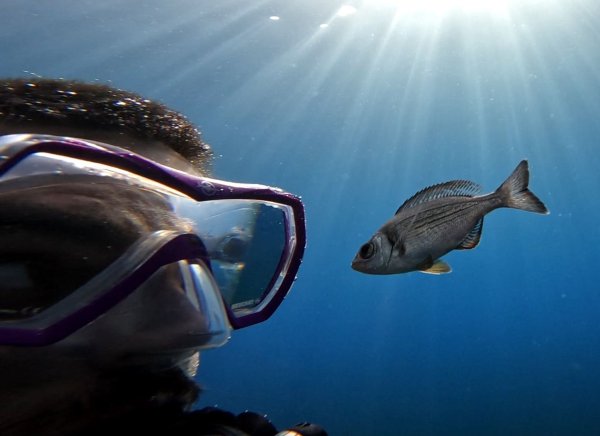 Gibt es Leckereien zu holen, folgen manche Fische Tauchern hartnäckig. - © -/Maëlan Tomasek/dpa
