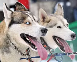 - &copy; SYMBOLFOTO: DPA