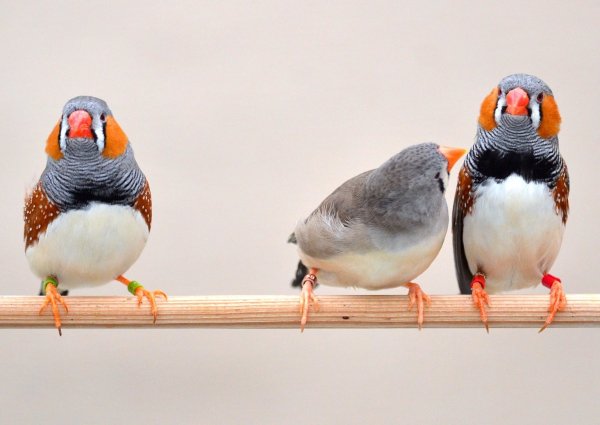 Zebrafinken - © Foto: Wolfgang Forstmeier/Max-Planck-Institut für Ornithologie