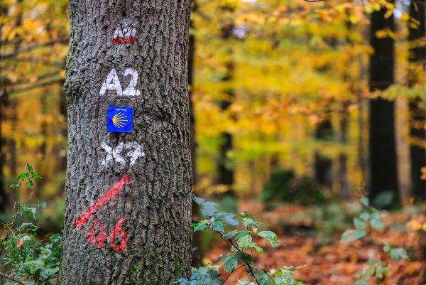 Viel Platz für die Natur und für Wanderer: Als Nationalpark stünde die Natur im Klever Reichswald unter größtmöglichem Schutz. - © Oliver Berg/dpa