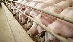 Landwirte in OWL besorgt &uuml;ber neue Schweinepest - &copy; Wirtschaft