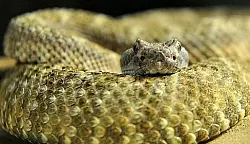 Bad Lippspringe muss f&uuml;r Giftschlangen zahlen - &copy; Bad Lippspringe