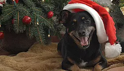 Hunde unterm Christbaum - © Lippe