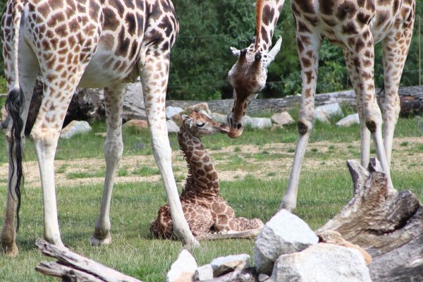 Ein Giraffen-Jungtier in einem Gehege des Berliner Tierparks. - © Tierpark Berlin/dpa