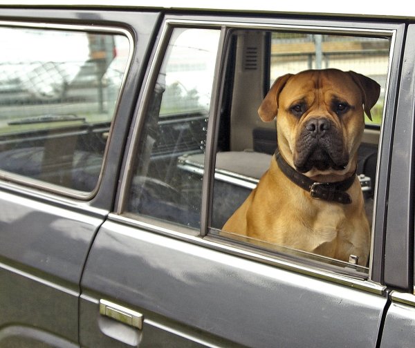 Hund im Auto - © Foto: Jens Schierenbeck