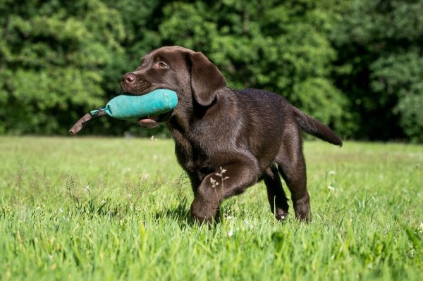 Früh übt sich: Bei Labradoren bietet sich von klein auf das Apportier-Spiel an. - © Benjamin Nolte/dpa-tmn