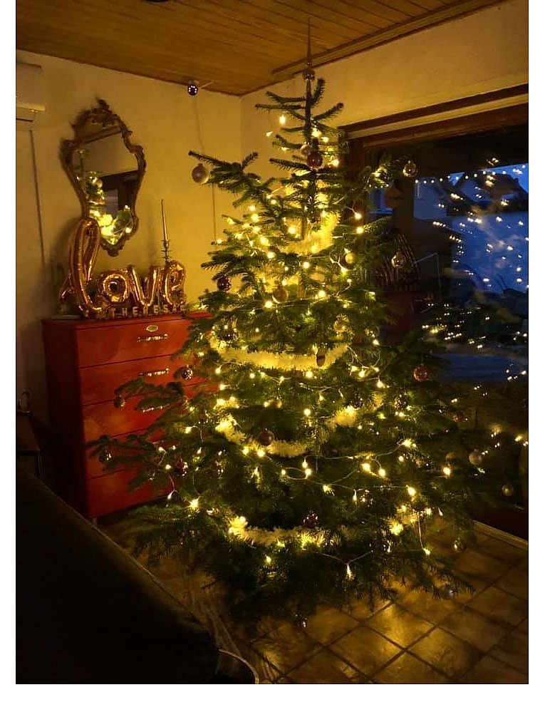 Weihnachtsbäume in Lippe