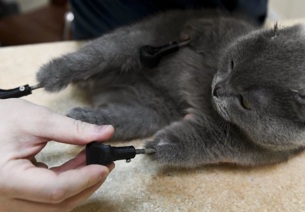 Katze mit vier Titanpfoten - © Foto: Alexandr Kryazhev/Sputnik/dpa