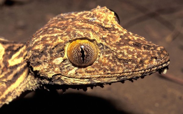 Kopfportrait des vor 23 Jahren entdeckten Blattschwanzgeckos aus Madagaskar. - © Jörn Köhler/SNSB-ZSM/dpa