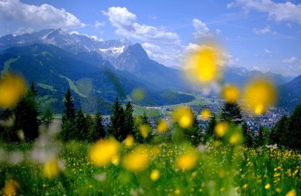 Sommer in den Bergen: Blumen blühen auf einer Wiese am Wank in Bayern, im Hintergrund sind die Gipfel des Wettersteins mit der Zugspitze zu sehen. - © picture alliance / Sven Hoppe/dpa