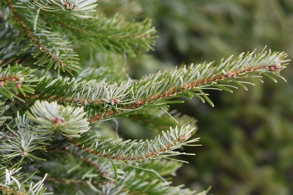 Der Weihnachtsbaum hat inzwischen ausgedient. Abgeschmückte Exemplare werden in den kommenden Tagen abgeholt oder können an Sammelstellen abgegeben werden. - © Pixabay