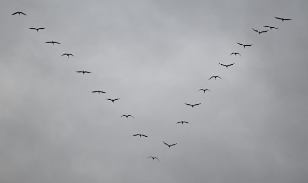 Kraniche sind auf ihrem Flug in den Süden am grauen Himmel zu sehen. - © Arne Dedert/dpa