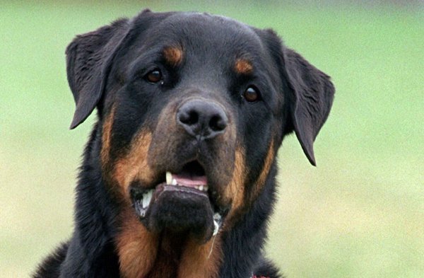 Drei Rottweiler haben in Italien einen Jogger zu Tode gebissen (Symbolbild). - © Bernd Thissen/dpa