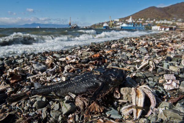 Tiersterben - © Foto: Dmitry Sharomov/Greenpeace Russia/dpa