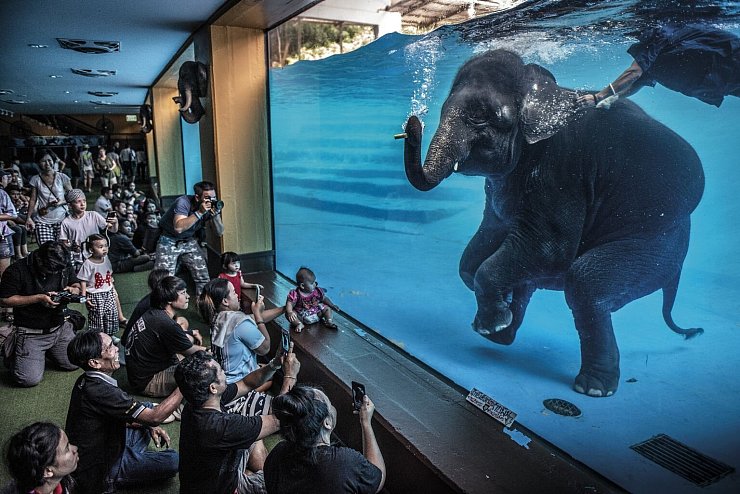 Badender Elefant - &copy; Foto: Adam Oswell//Wildlife Photographer of the Year/PA Media/dpa