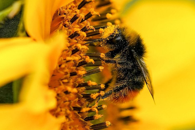 Hummel - &copy; Foto: Jacob King/PA Wire/dpa