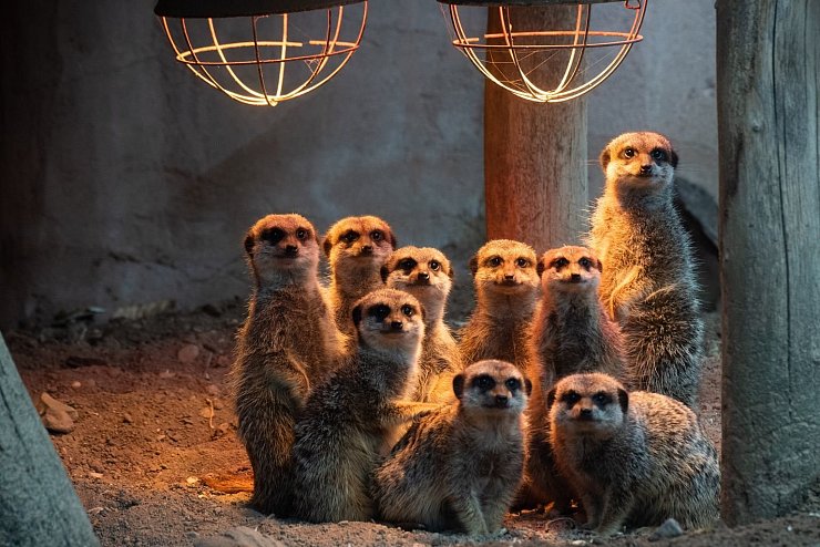 Tier-Patenschaften im Zoo - &copy; Foto: Julian Stratenschulte/dpa