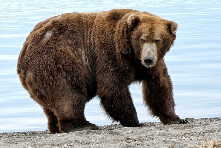 Jumbo Jet - &copy; Foto: ---/Katmai National Park and Preserve/dpa