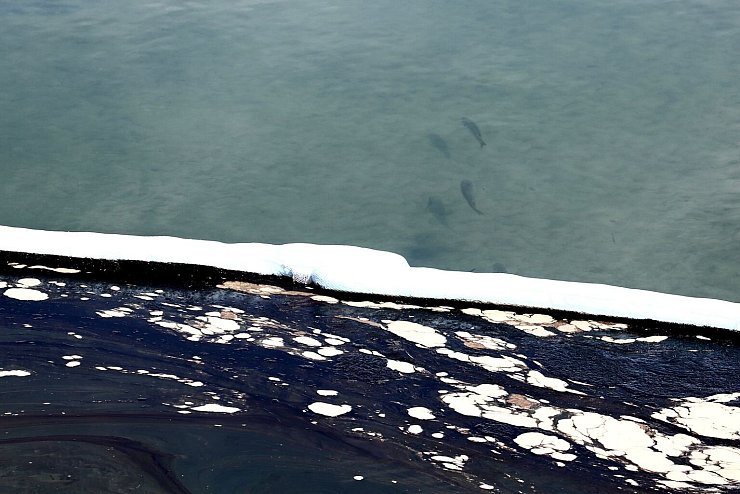 Umweltkatastrophe - &copy; Foto: -/XinHua/dpa