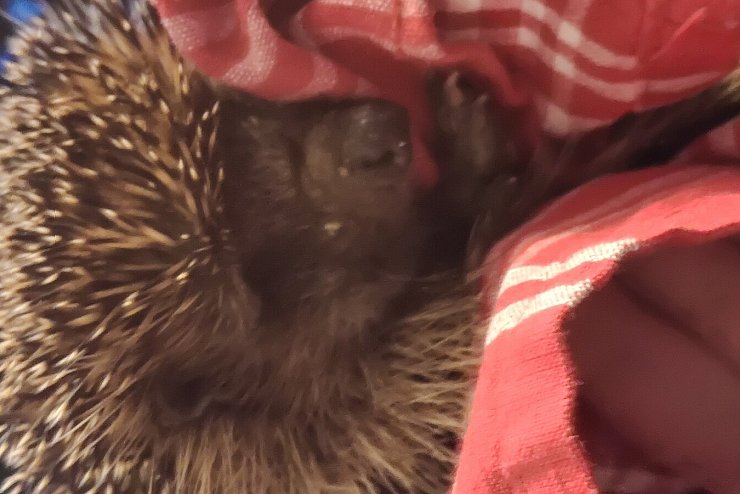 Auch das ist der Herbst: Ein hungriger Igel. - &copy; Sylvia Wehrhahn