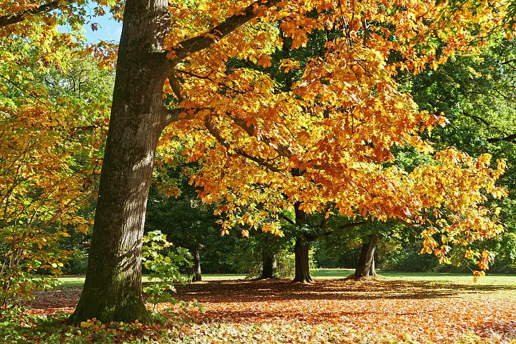Wie aus dem Bilderbuch: Der Herbst zeigt sich in Lippe derzeit von seiner besten Seite. - © Martin Düsterberg