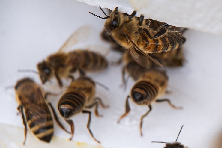 Bienen auf Baltrum - &copy; Foto: Sina Schuldt/dpa