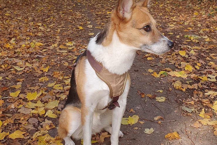 Die Sonne hat sich gegen den Fr&uuml;hnebel durchgesetzt und l&auml;sst das Herbstlaub leuchten. Im Hohlweg bei Vahlhausen beobachtet Fina eine Meise bei der Futtersuche. - &copy; Erwin Winkelgrund