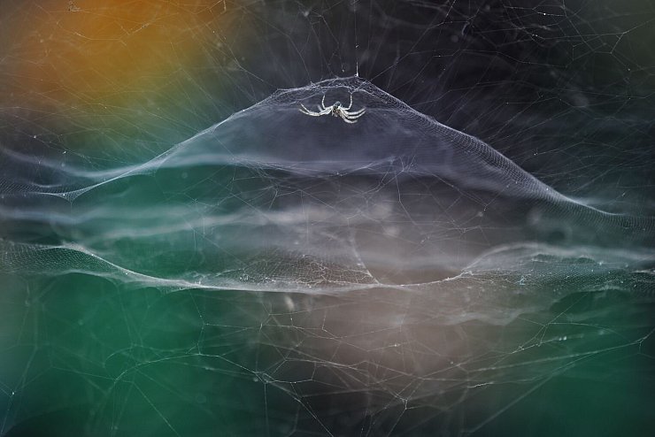 Zeltspinne - &copy; Foto: Vidyun R Hebbar/Wildlife Photographer of the Year /PA Media/dpa