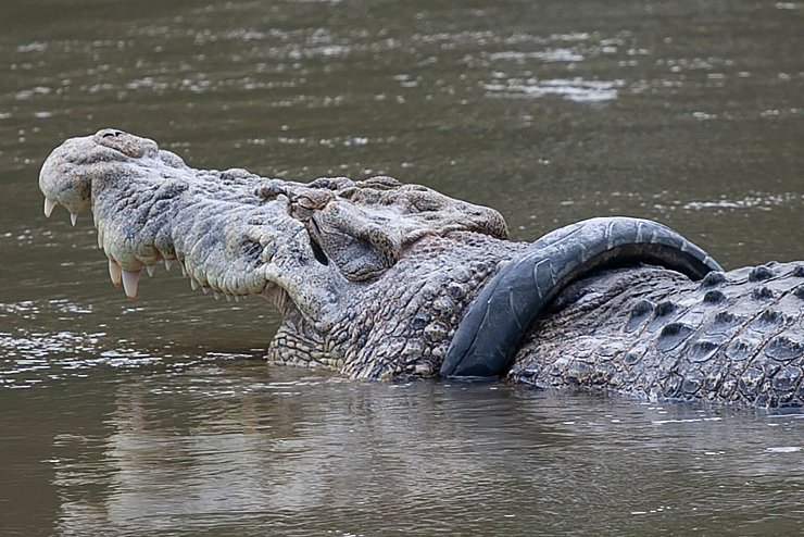 Krokodil - &copy; Foto: Opan/XinHua/dpa
