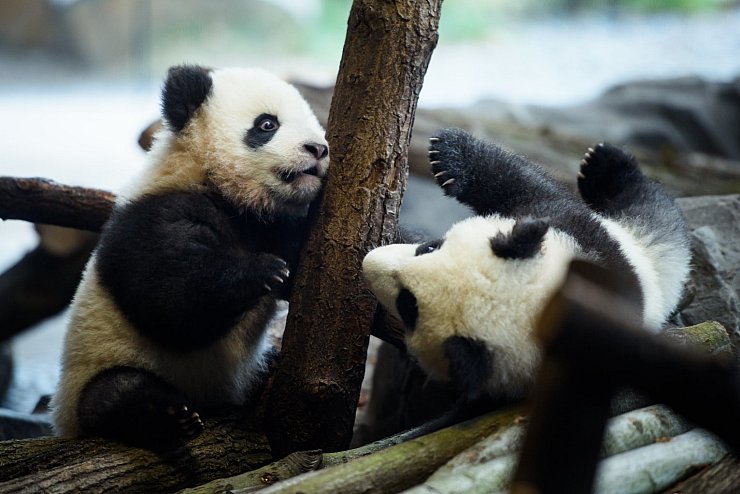 Panda-Zwillinge - © Foto: Gregor Fischer/dpa