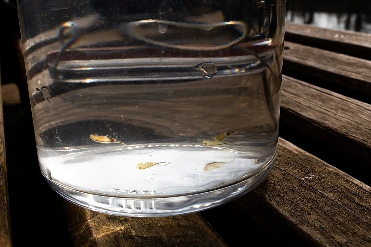 Urzeitkrebse im Eichener See - &copy; Foto: Philipp von Ditfurth/dpa