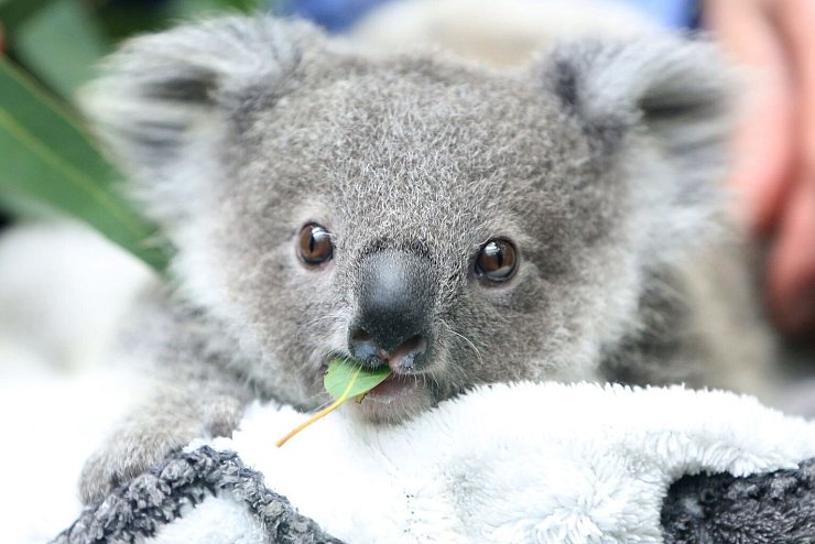 Koala - &copy; Foto: Roland Weihrauch/dpa