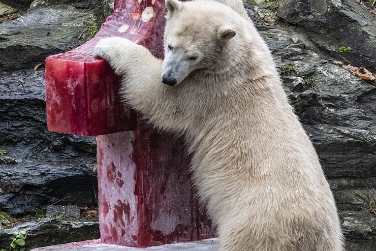 Erster Geburtstag von Eisbärin Hertha im Tierpark - © Foto: Paul Zinken/dpa